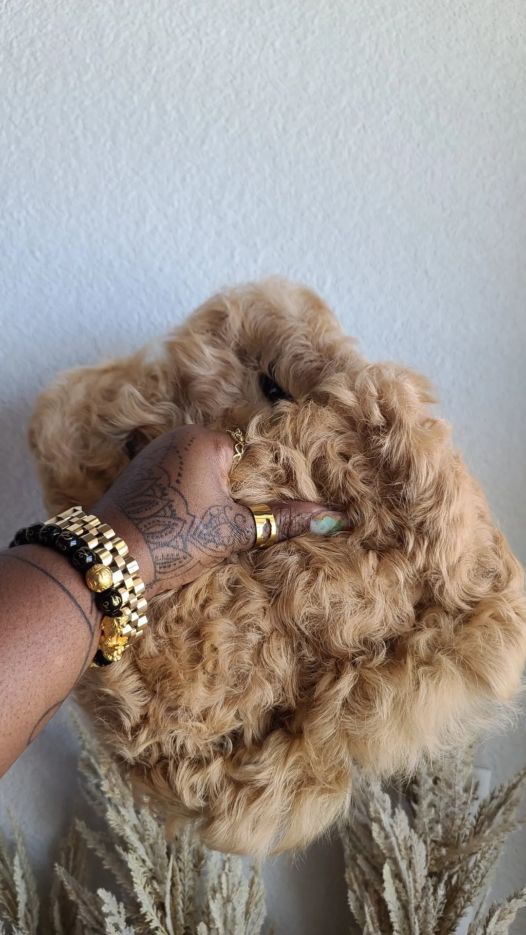 Brown Sheepa Slides