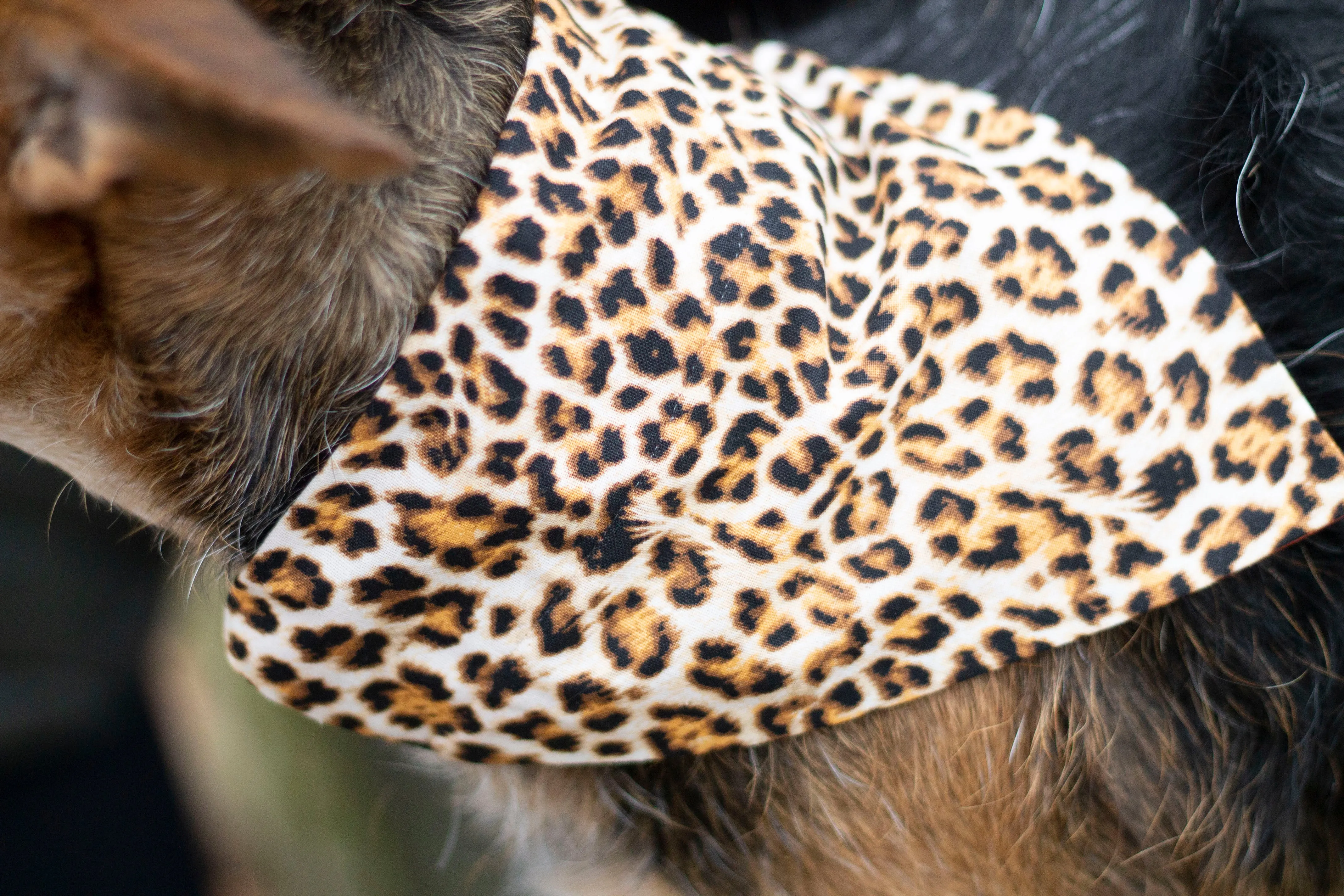 Cheetah Print Slip On Bandana